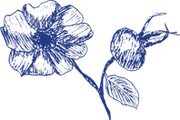 flora-ferment-hyben